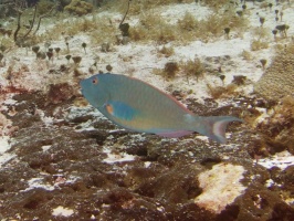 Redtail Parrotfish Terminal Phase IMG 9545